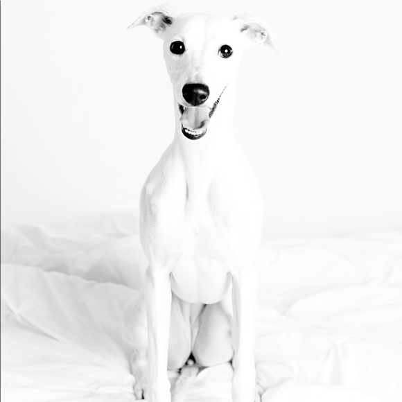 Meet your Posher A Quality Closet - Picture 2 of 8